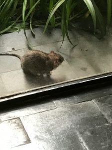 Le rat devant chez moi