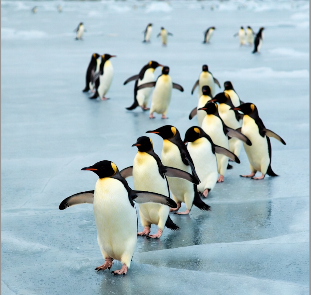 Valse des pingouins